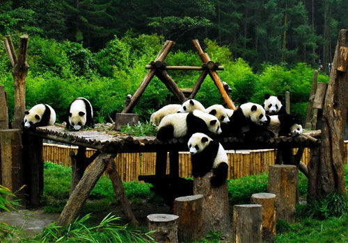 奔驰中国认养国宝熊猫筹集资金支持科研项目